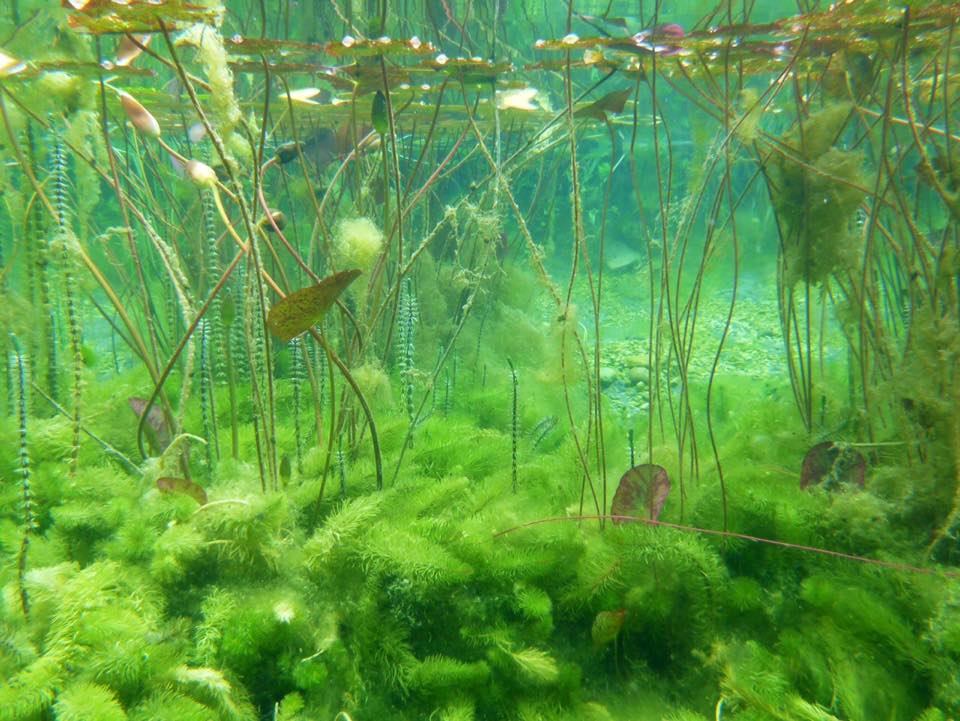 Piscine naturelle Haute Savoie - Zone de régénération